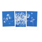 Riso postkortsæt Blomster