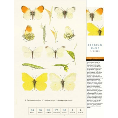 Thorbecke Kalender Schmetterlinge 2025 Manufactum