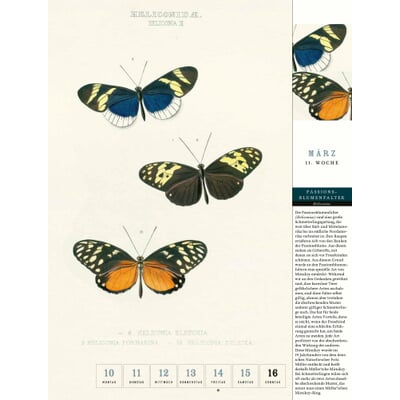 Thorbecke Kalender Schmetterlinge 2025 Manufactum